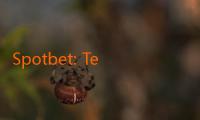 Spotbet: Tempat Terbaik untuk Taruhan Olahraga dan Casino!